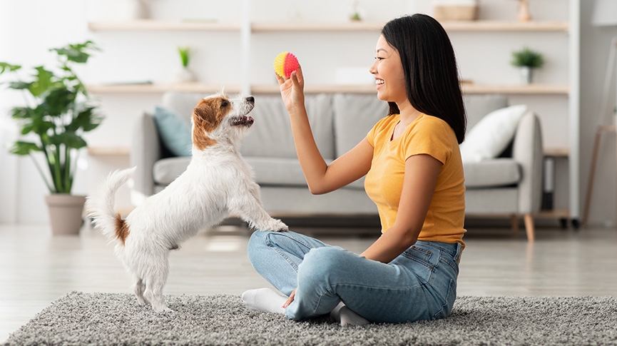 10種狗狗心臟病症狀-犬隻心臟檢查-預防及照顧指南